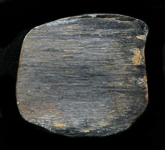 Polished Iguanodon Bone - Isle of Wight #33290